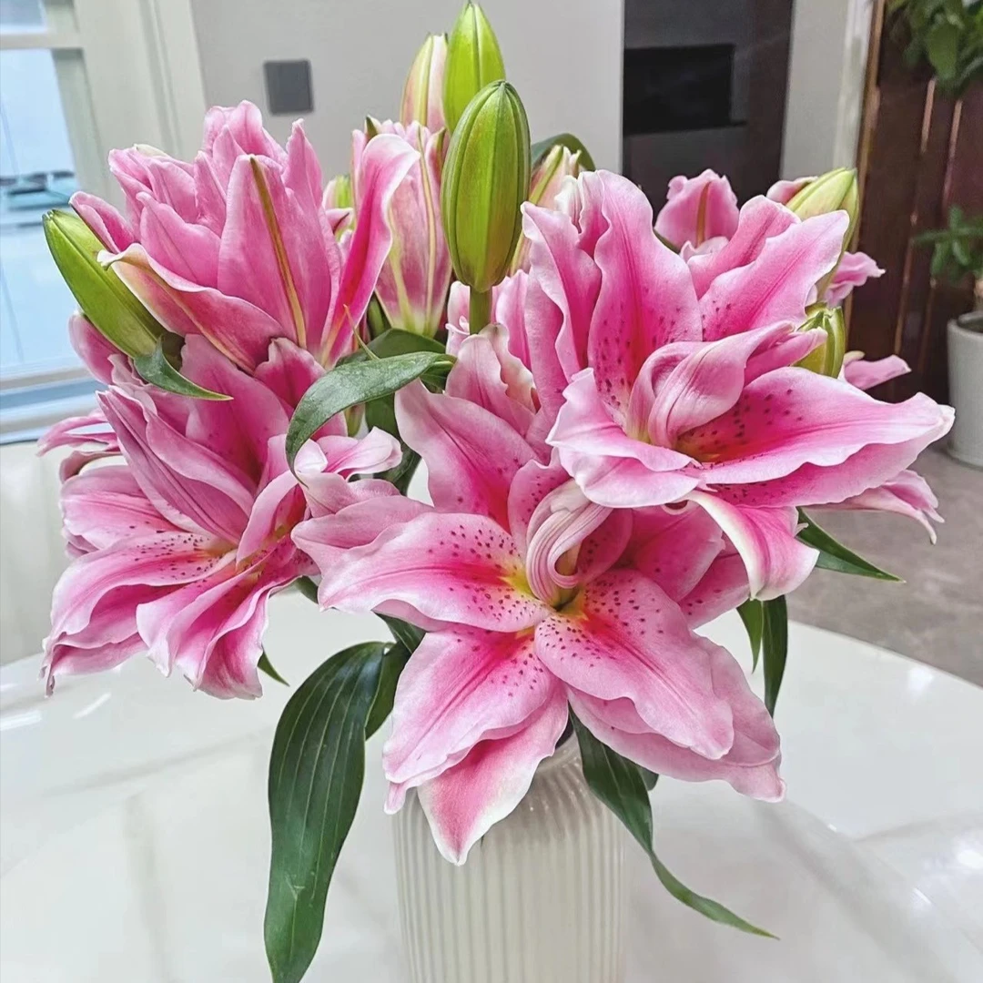 【如熙臻品】两头西亚拉 -重瓣百合