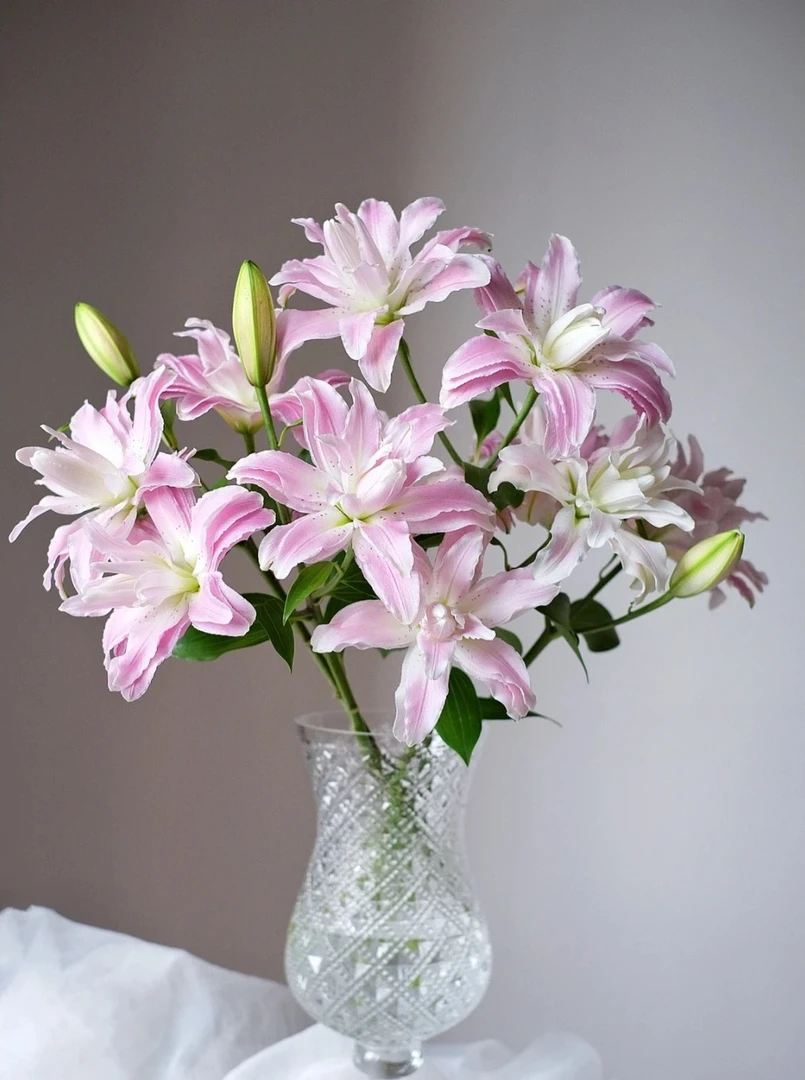 【如熙臻品】单头莲花雅致 -重瓣百合