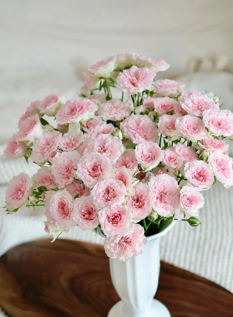 【如熙臻品】情迷罗拉 稀有多头玫瑰（收到带包装醒花哦！）