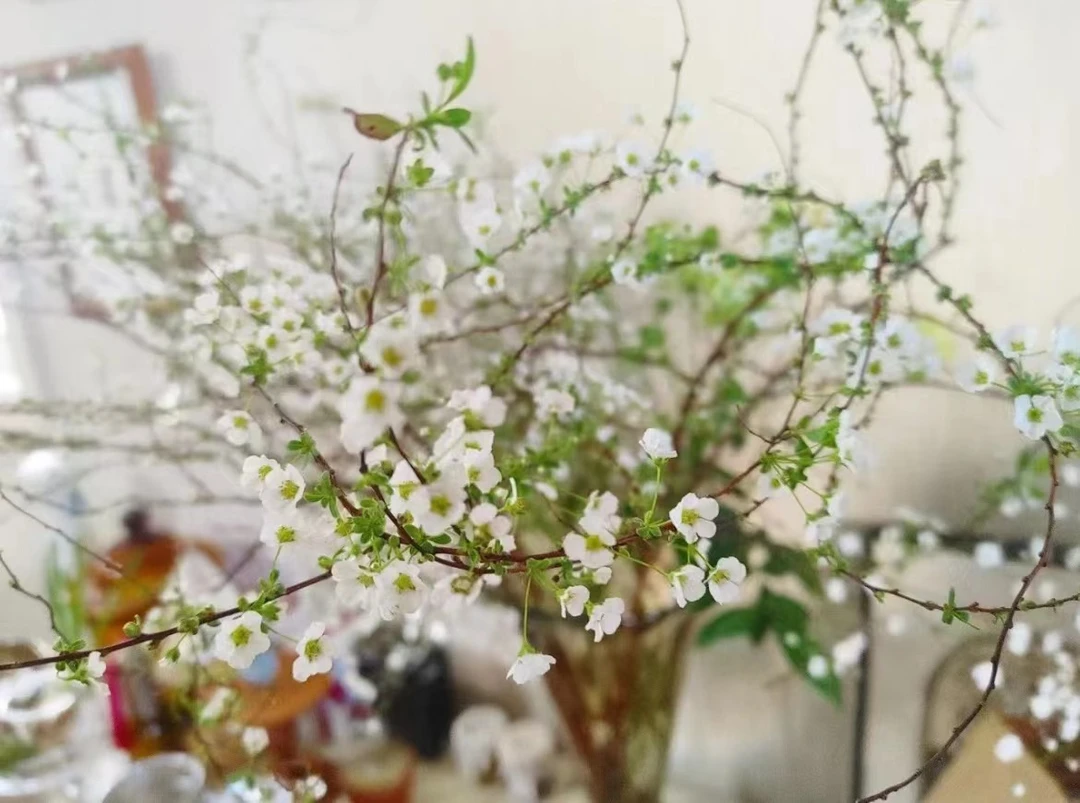 【如熙臻品】雪柳花------鲜切枝