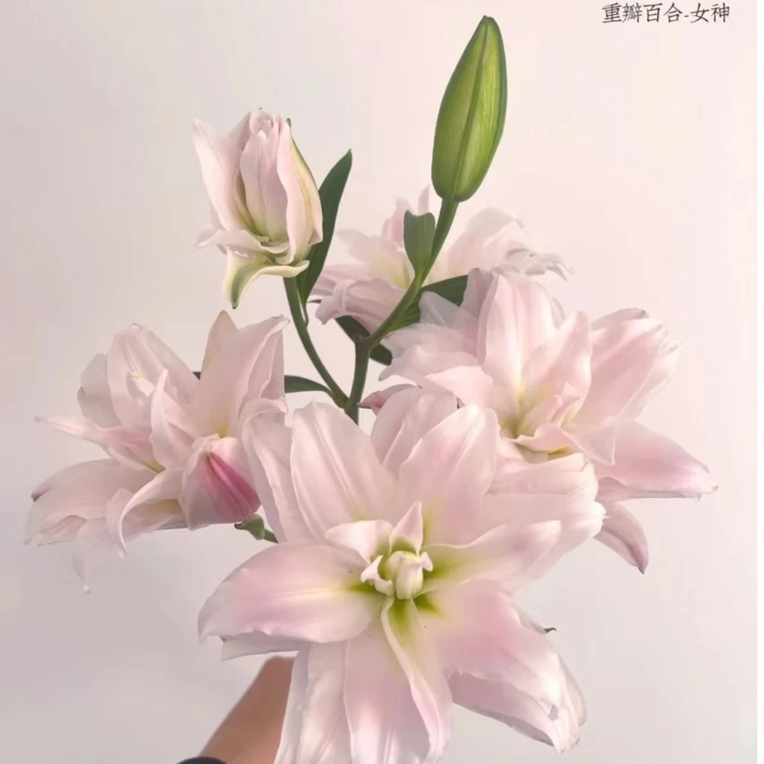 【如熙臻品】3头女神 -重瓣百合