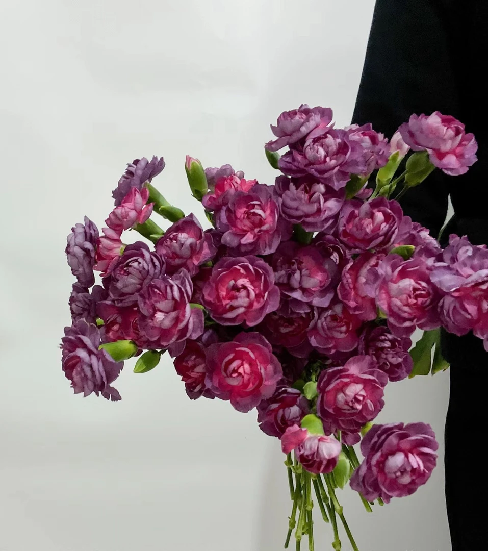 【如熙臻品】20只 野马 多头康乃馨（注意：低温地区拍保温棉哦）