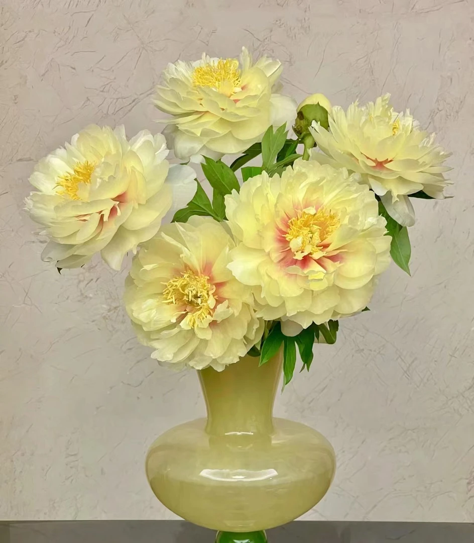 【如熙臻品】AA芭茨拉  ---  芍药
