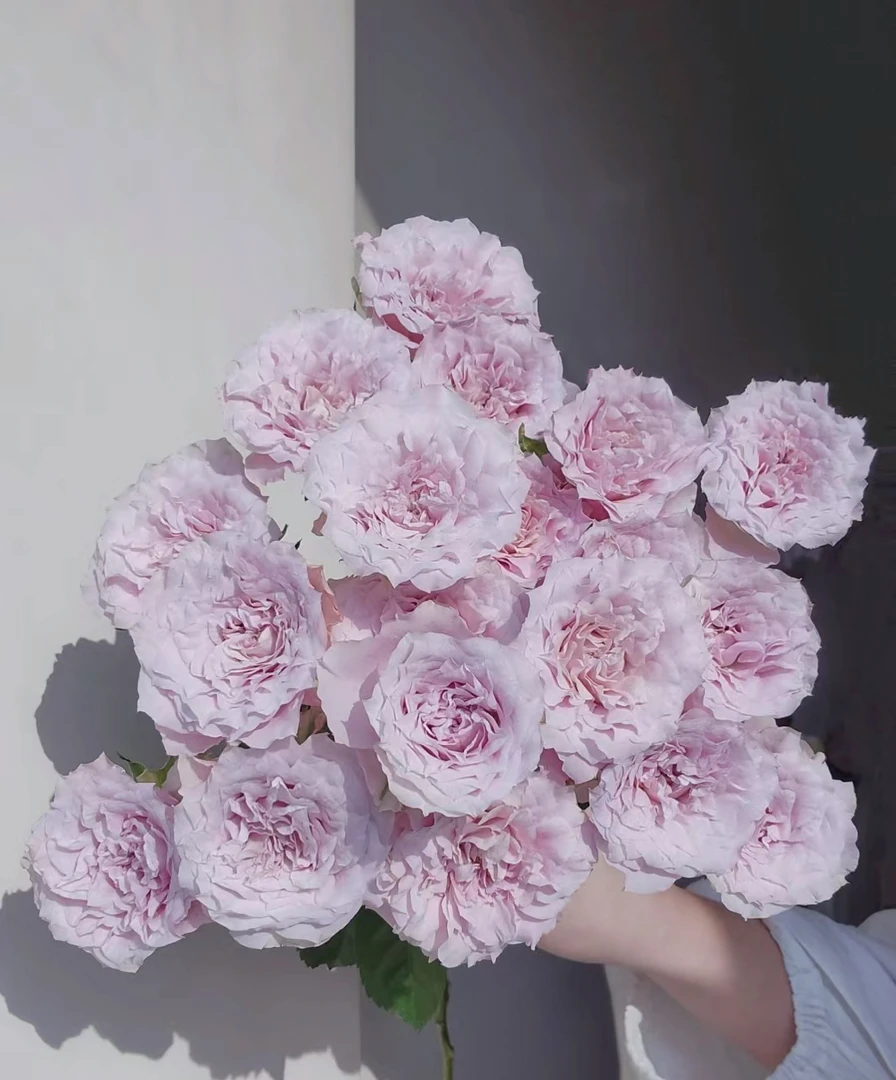 【如熙臻品】仙女罗拉 - 稀有多头玫瑰