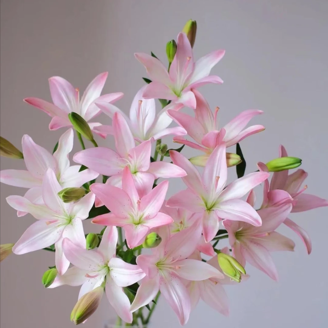 【如熙臻品】AA粉色多头亚百合（注意：因地域不同，上色会有所差别哦！