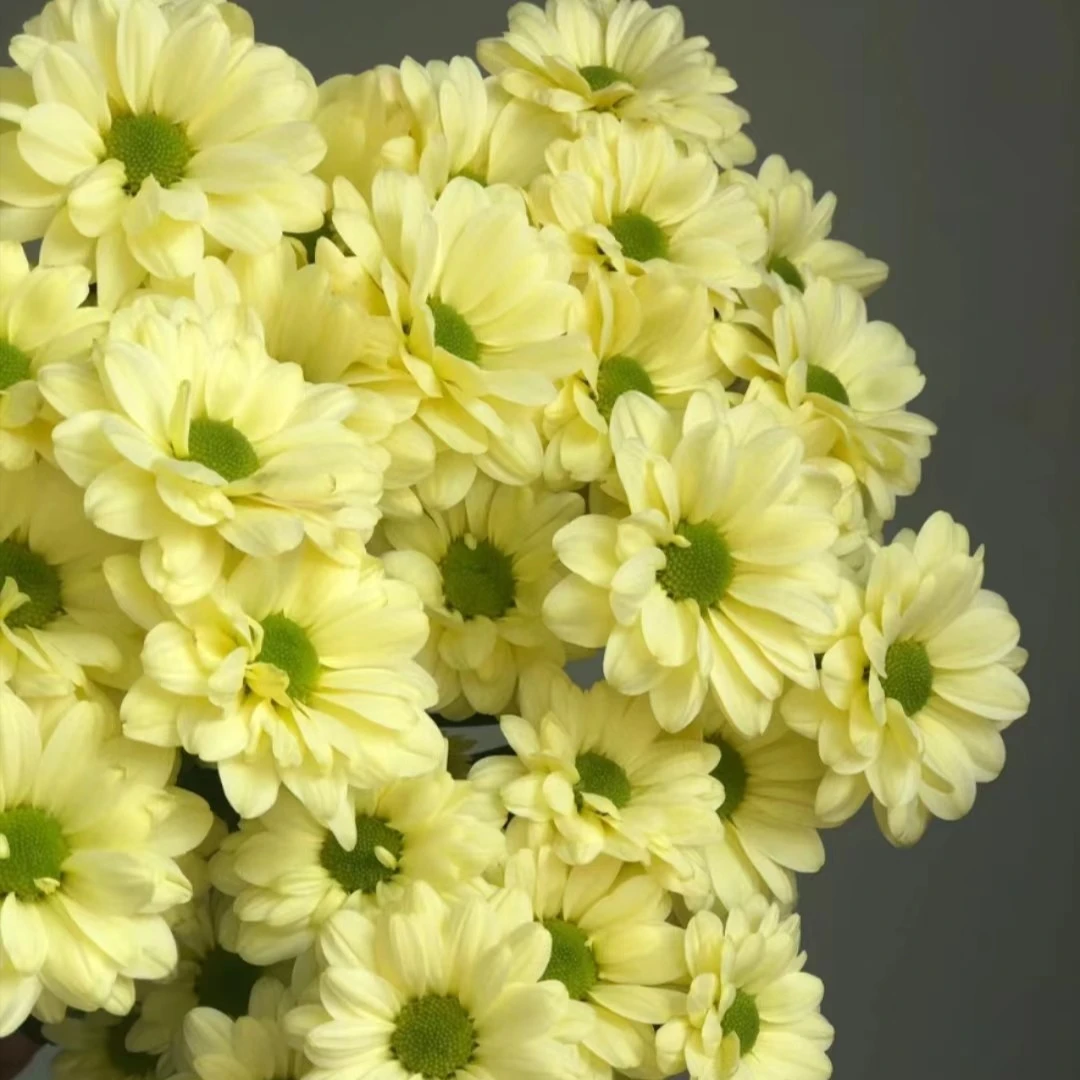 奶油三文鱼  - 小菊（实物具体颜色以直播间展示为准哦！）