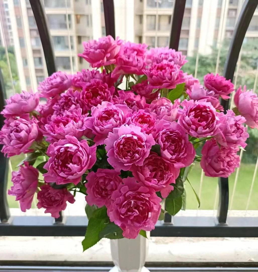 【如熙臻品】梅子海葵  稀有多头玫瑰（注意：收到带包装醒花哦！）