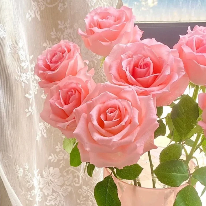 【如熙臻品】戴安娜 - 单头玫瑰（注意：收到带包装醒花哦！）