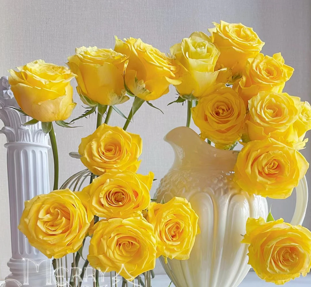 【如熙臻品】金枝玉叶 单头玫瑰（注意：收到带包装醒花哦！）