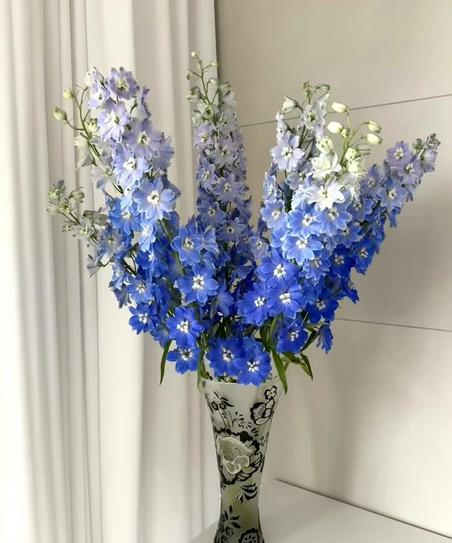 【如熙臻品】大飞燕  深蓝色 -草花（注意：实物以直播间展示为准哦！）