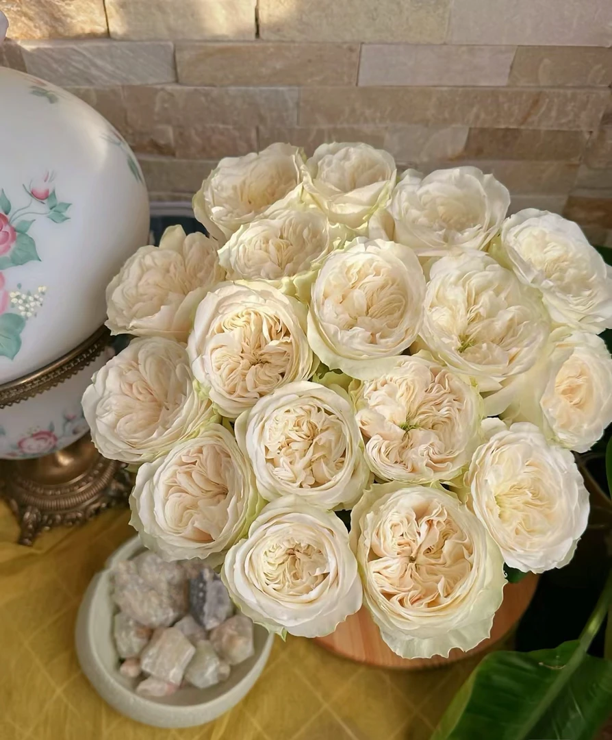 【如熙臻品】普莉希拉-- 单头玫瑰（注意：收到请一定带包装醒花！）