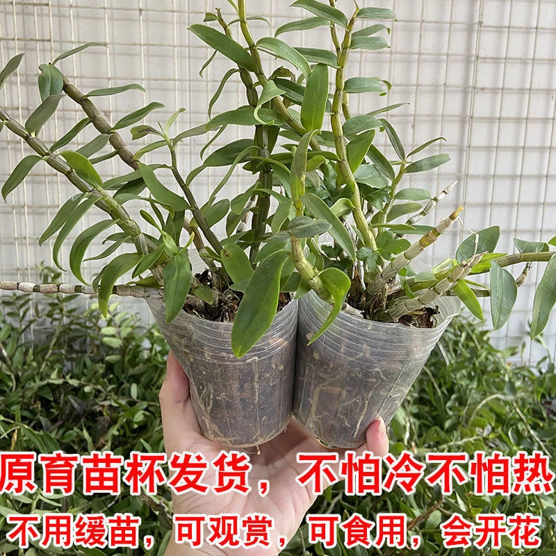 正宗铁皮石斛苗石斛盆栽苗红杆雁荡山绿植包邮带杯仿真