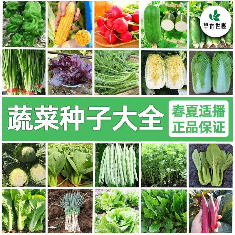 蔬菜种子大全四季播种收获菠菜生菜混合适合小葱番茄蔬菜种子