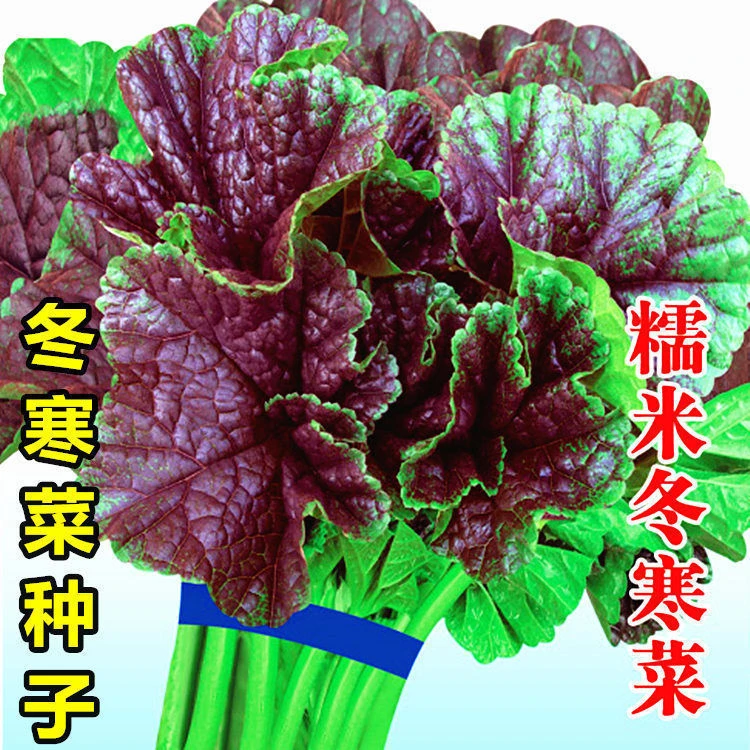 蔬菜种子冬苋菜种子糯米生长高钙菜秋冬季盆栽冬寒菜蔬菜孑苋菜籽