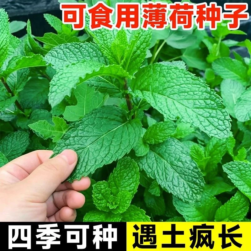 薄荷可食用薄荷种子室内季节小盆栽猫薄荷驱蚊植物阳台四季种植