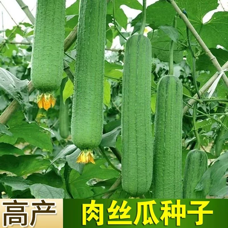 肉丝瓜春季生长早熟瓜春季四季香泡水当季阳台易活清香瓜果蔬菜籽