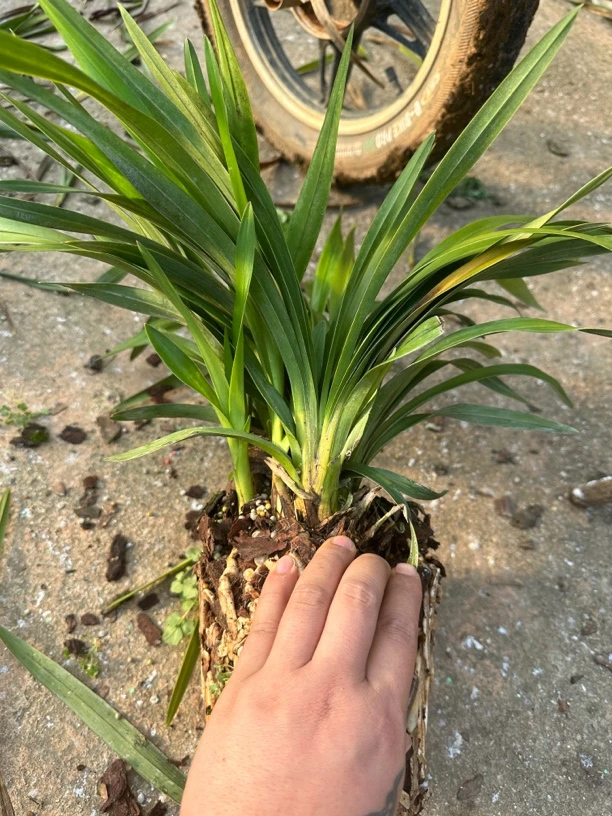 云南大花惠兰501（2花剑起）