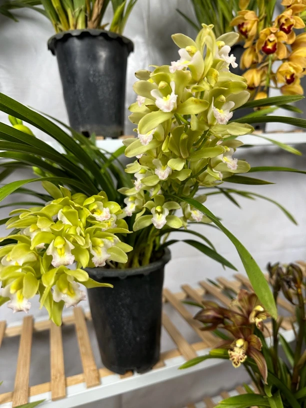 云南大花惠兰香兰多支