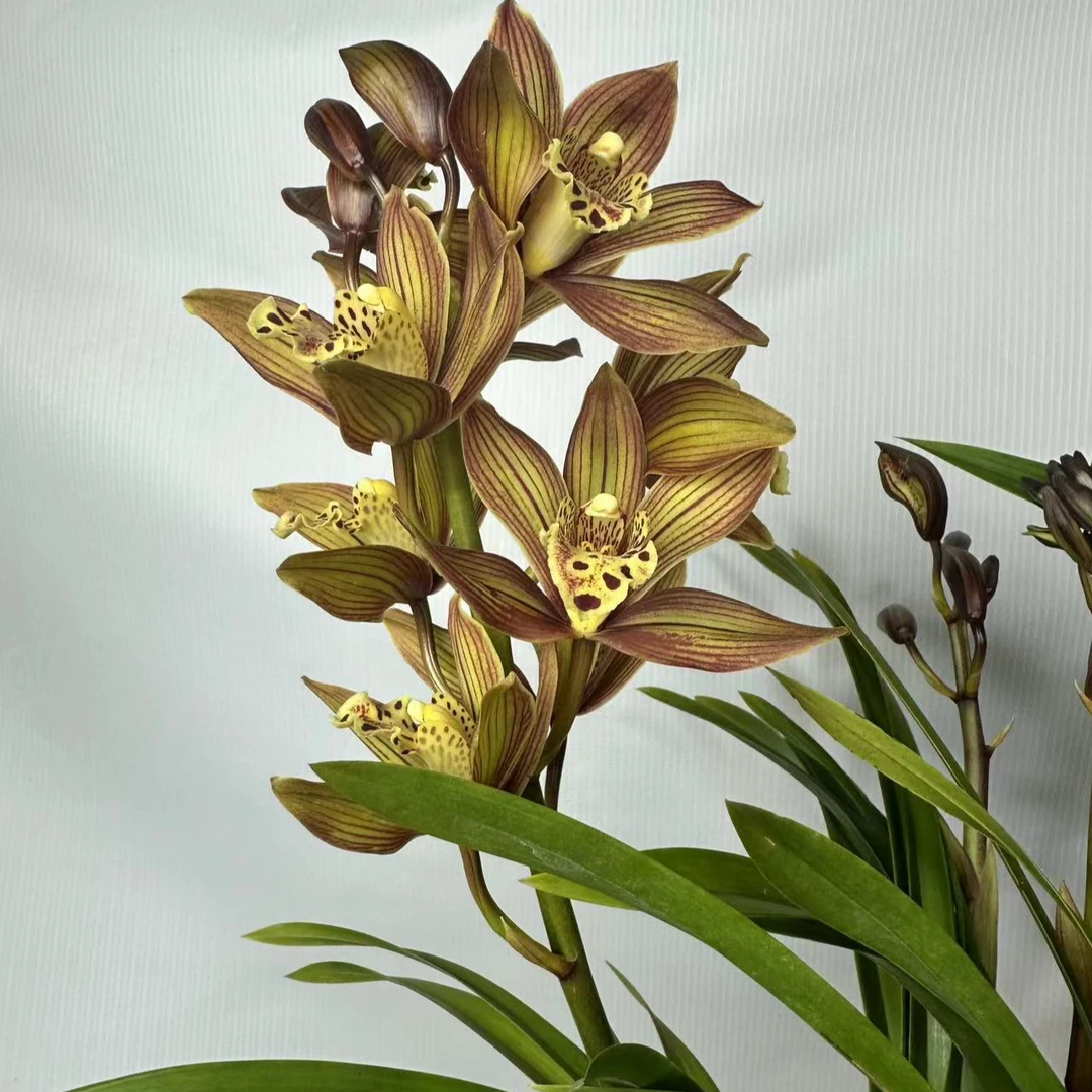 云南大花蕙兰醉美人