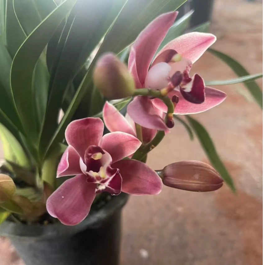 云南大花蕙兰咖妃