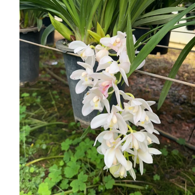 云南大花惠兰白玉香兰（7支剑）