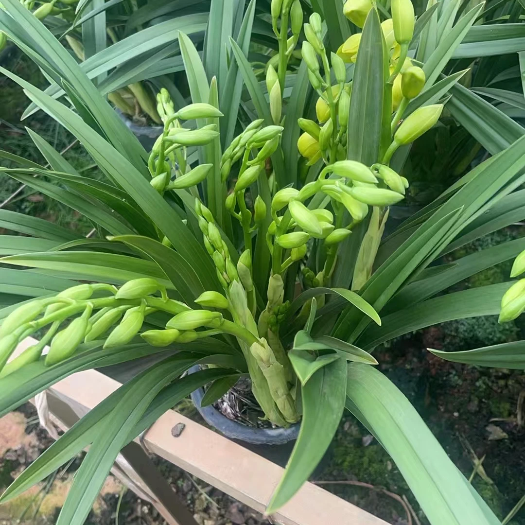 云南大花蕙兰小翠