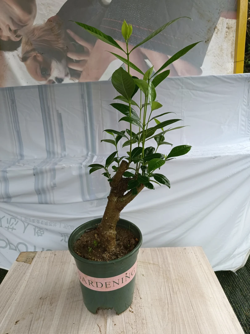 一物一拍栀子花，桃金娘，香松，浓子木，红牛花木