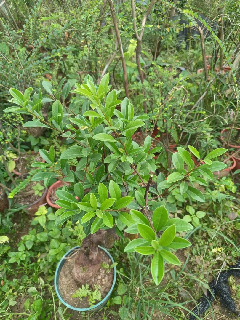 直播专卖一物一拍2号山格木酸藤果树下山植物