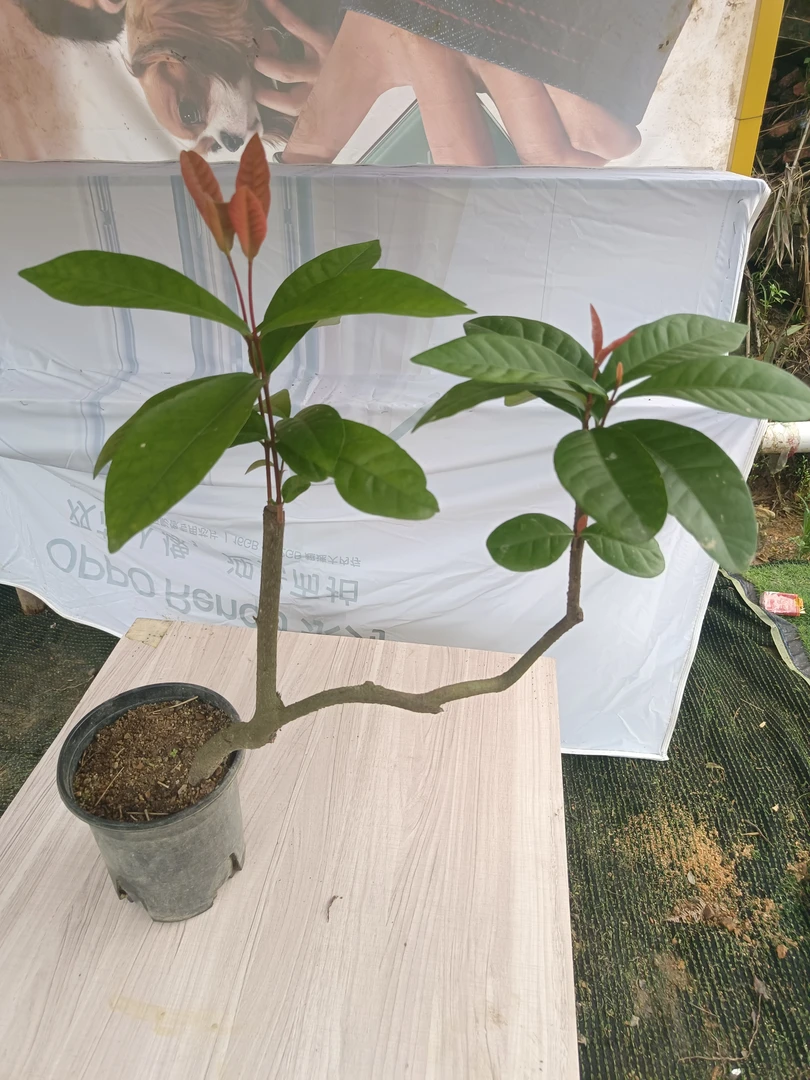 龙船花【海岛龙船花】绿植盆栽盆景地景