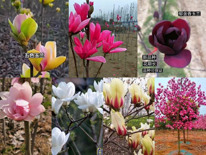 一物一拍   玉兰花 耐寒南北方庭院种植