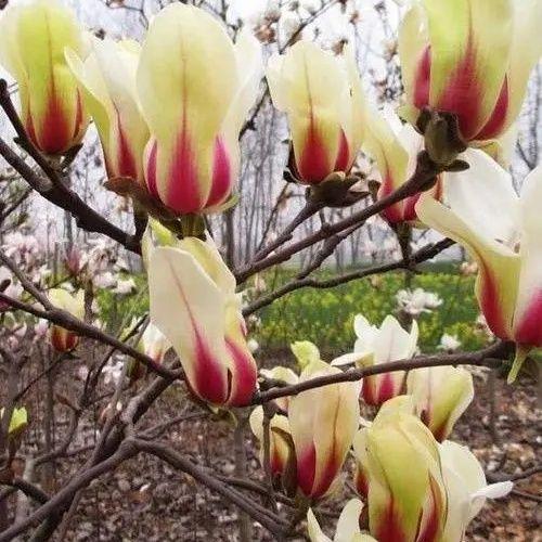 日出玉兰南北方耐寒当年开花