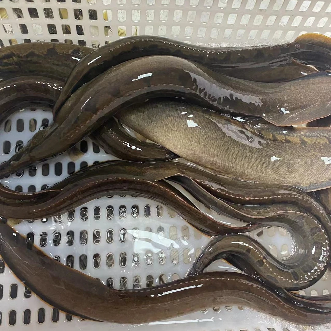 中华刺鳅刀鳅，猪麻记，蜡追