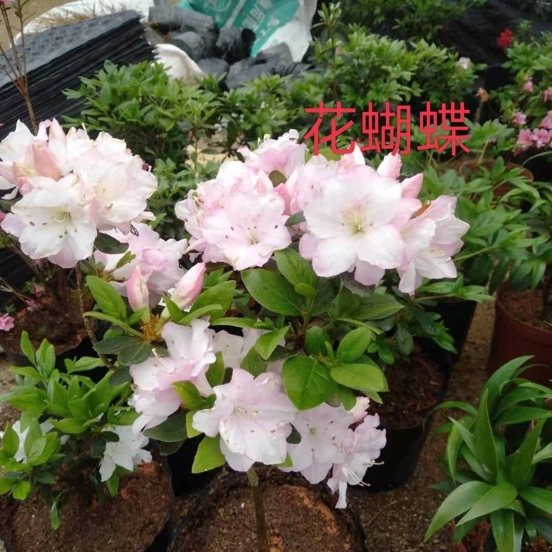 花蝴蝶 珊瑚 青莲 鸳鸯锦 蓝樱 粉红月 腊皮杜鹃偏远地方不包邮