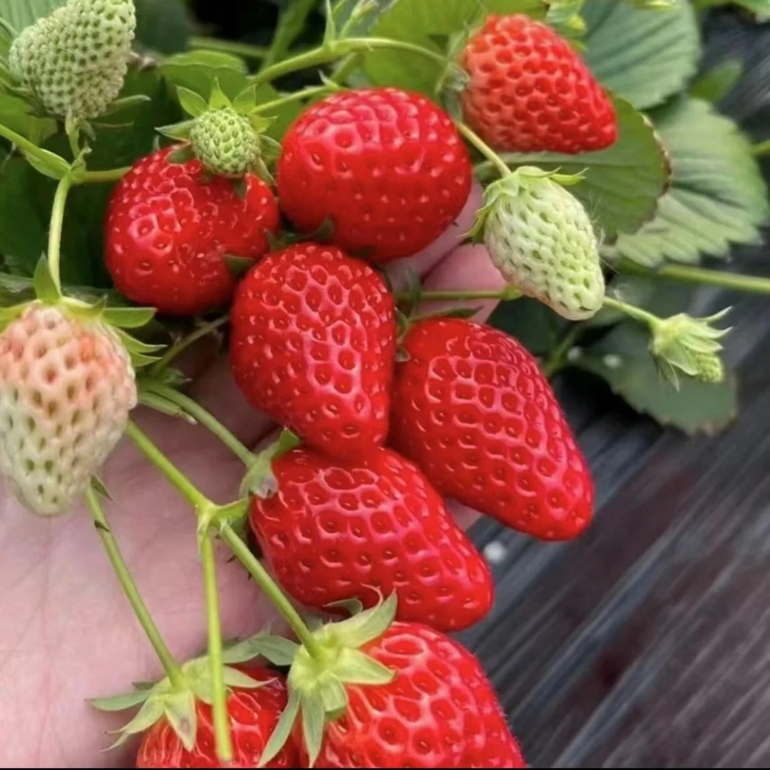 草莓苗奶油草莓苗四季结果草莓秧苗盆栽地栽阳台种植V