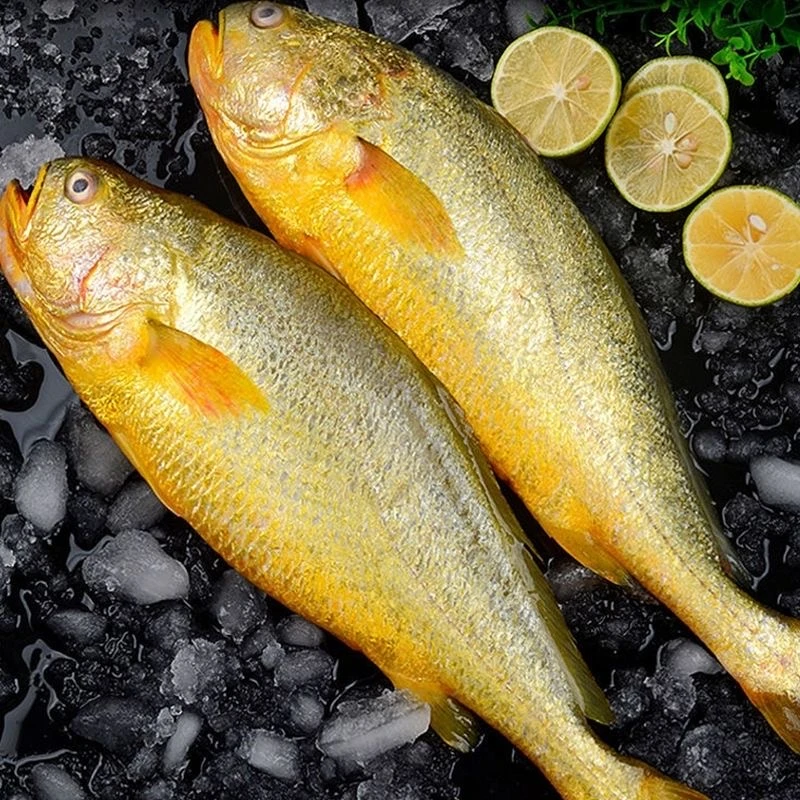 连云港发货 新鲜大黄鱼4条/500克