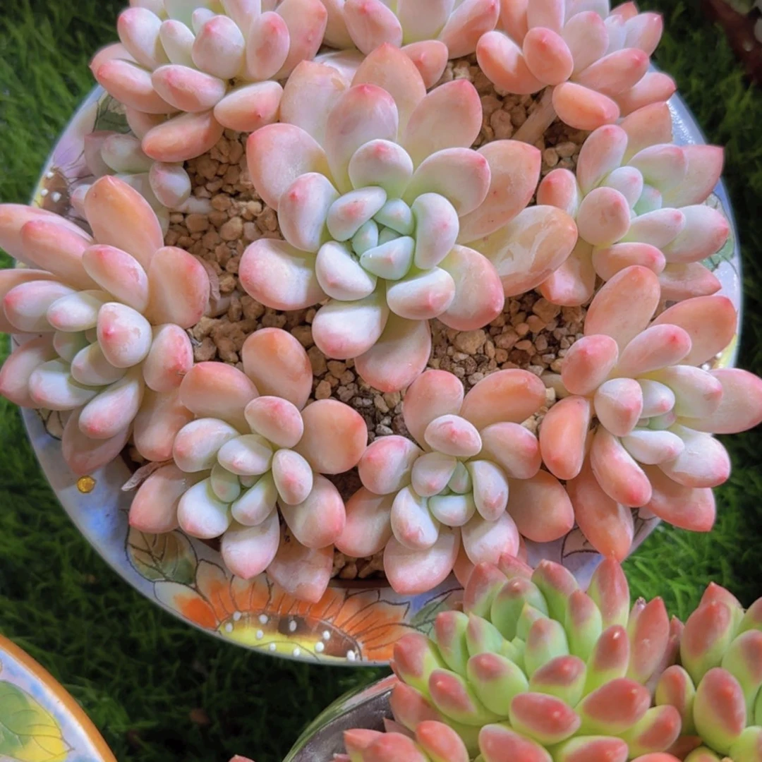 【闪购商品】香水捧花多肉