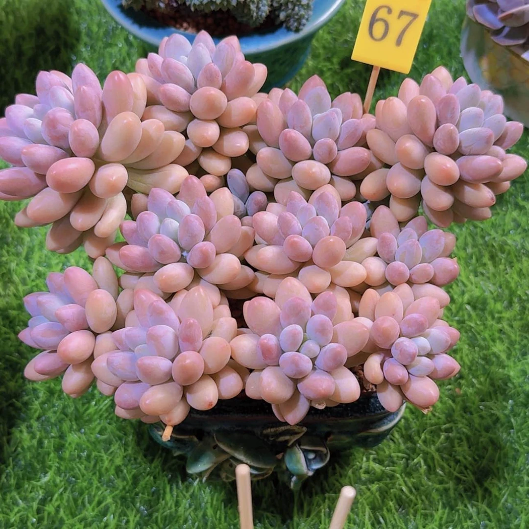 【闪购商品】汤圆多肉