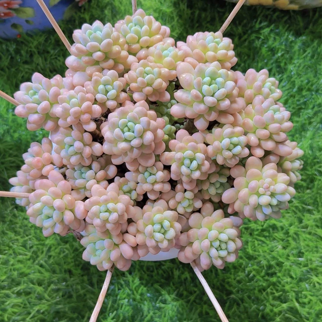 【闪购商品】洛可可