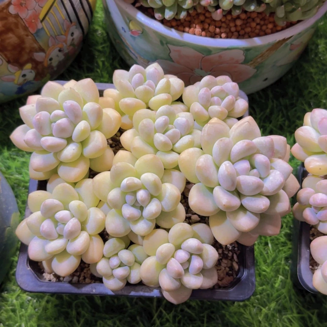 【闪购商品】泡泡糖