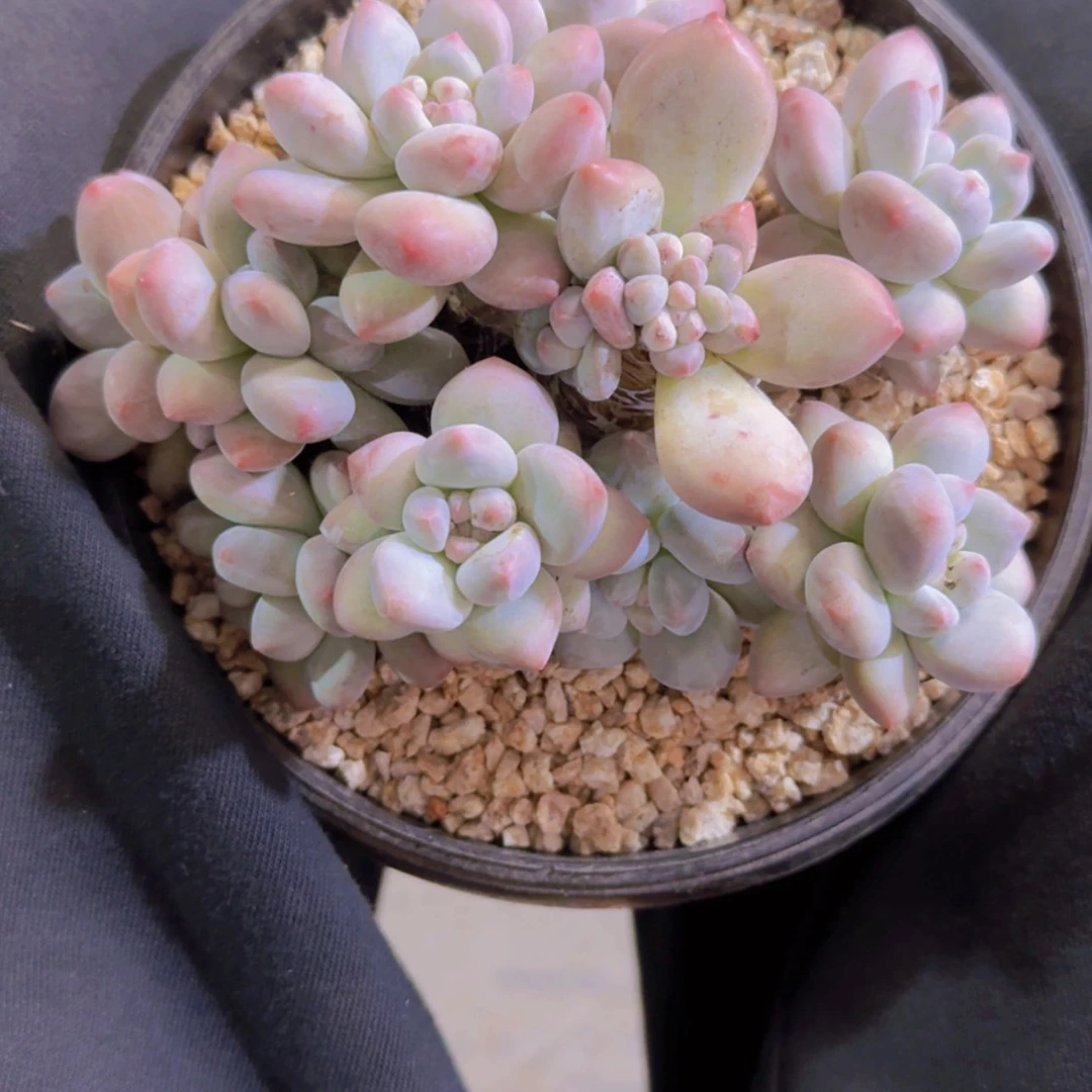 【闪购商品】香水多肉