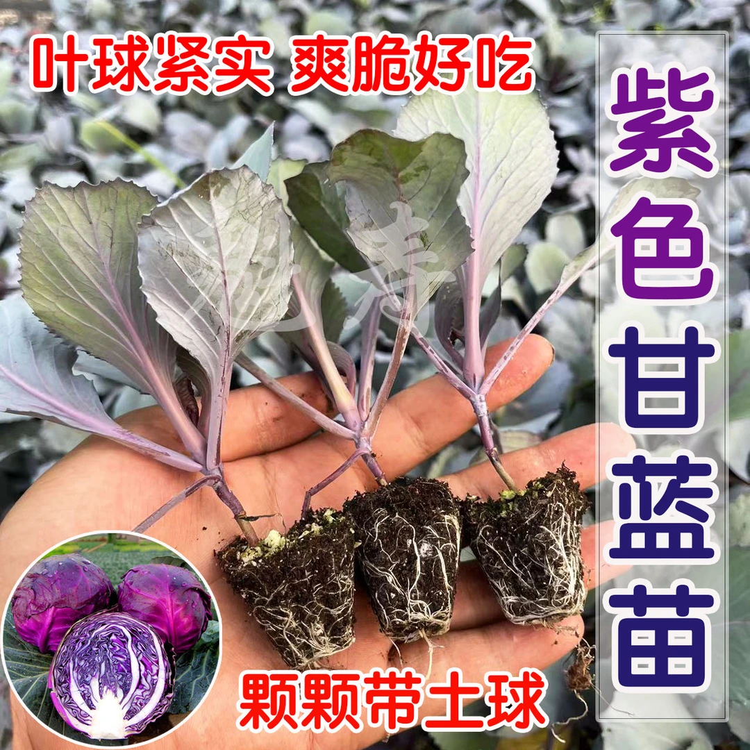 紫甘蓝抗寒包菜秧苗有机耐寒蔬菜种苗紫包菜苗卷心大头包心菜秧苗