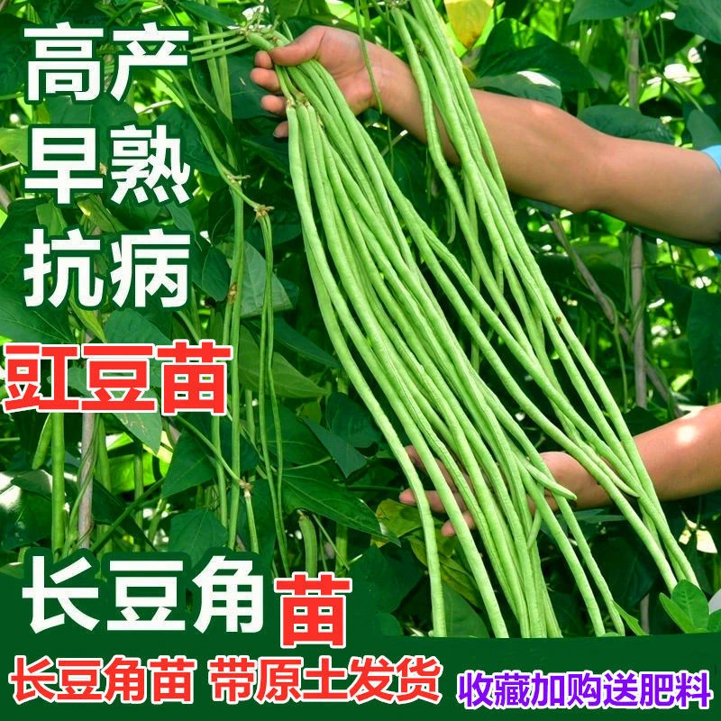 长培育苗无架特长干枝梅豇豆苗秧苗蔬菜苗南方北方种子苗高产早熟