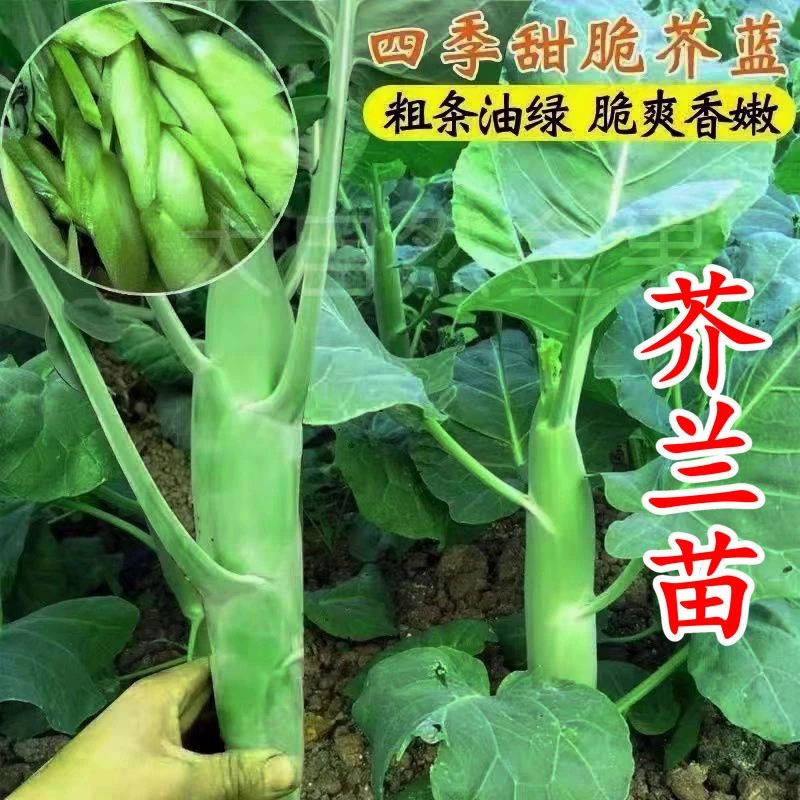 芥兰苗芥蓝种苗幼苗四季露天盆栽鸡腿芥兰舔脆芥蓝蔬菜苗耐寒耐热