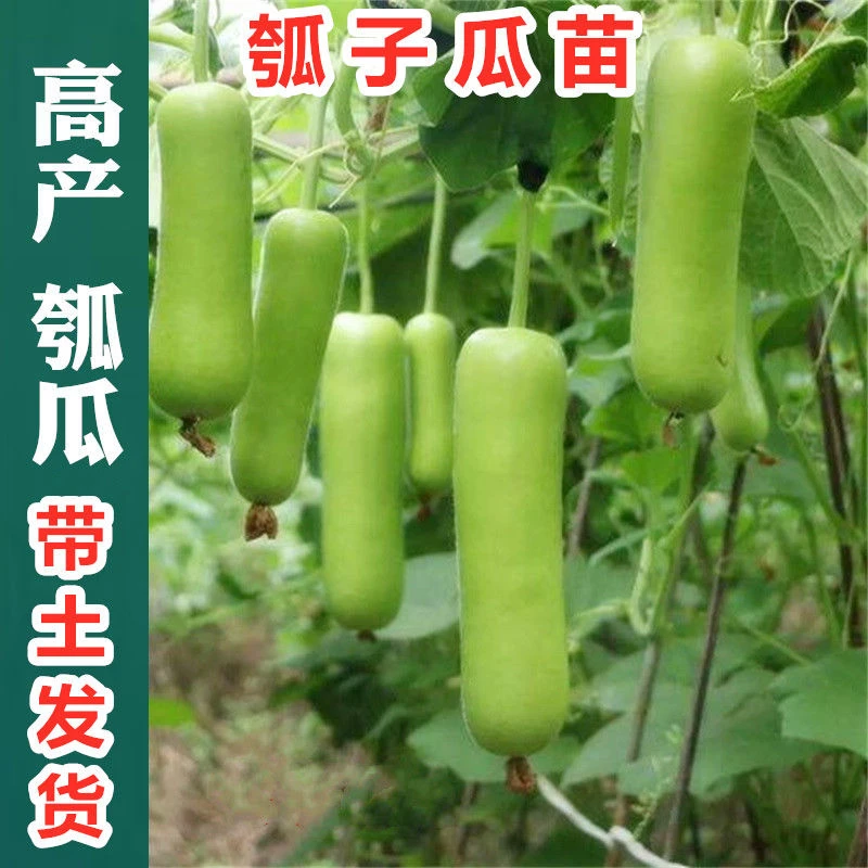 瓠瓜种子苗秧苗带土胡芦瓜苗早熟高产耐热春秋蔬菜种蒲瓜苗砍瓜苗