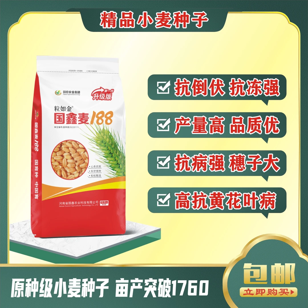 国鑫麦188小麦种*高产稳产*矮杆大穗*抗逆性强*国审