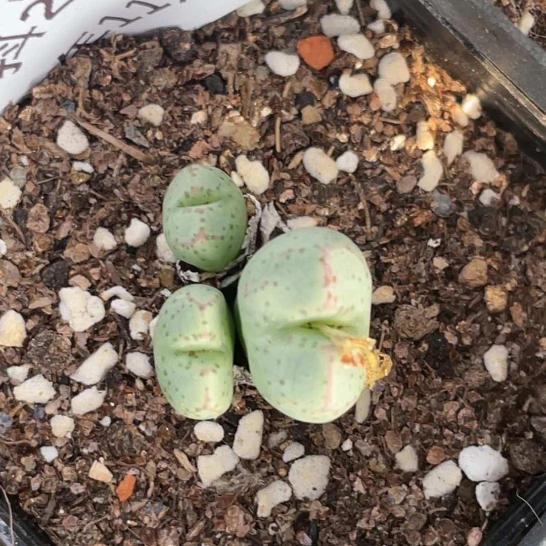 2-58将杂多肉植物