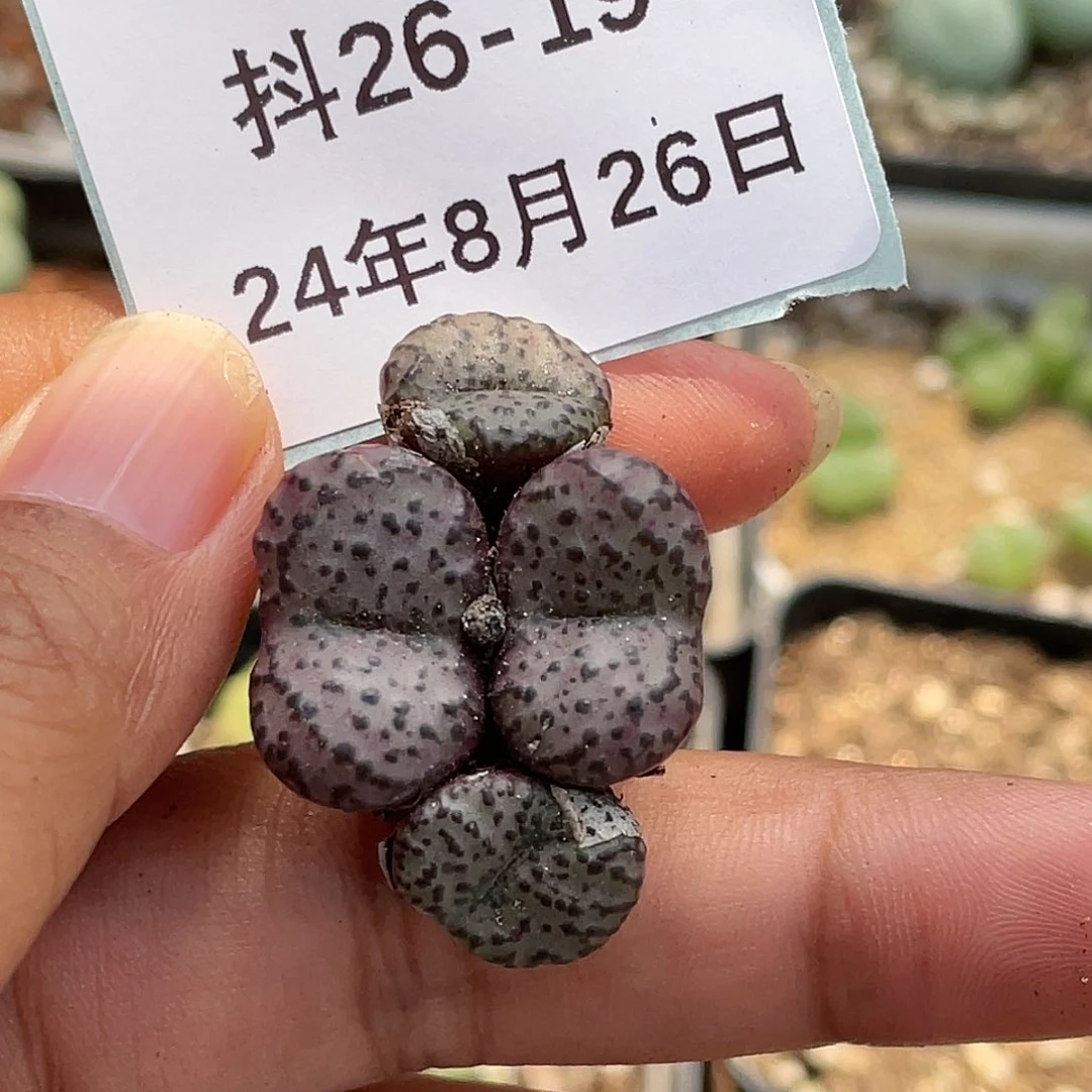 26-19安贞多肉植物