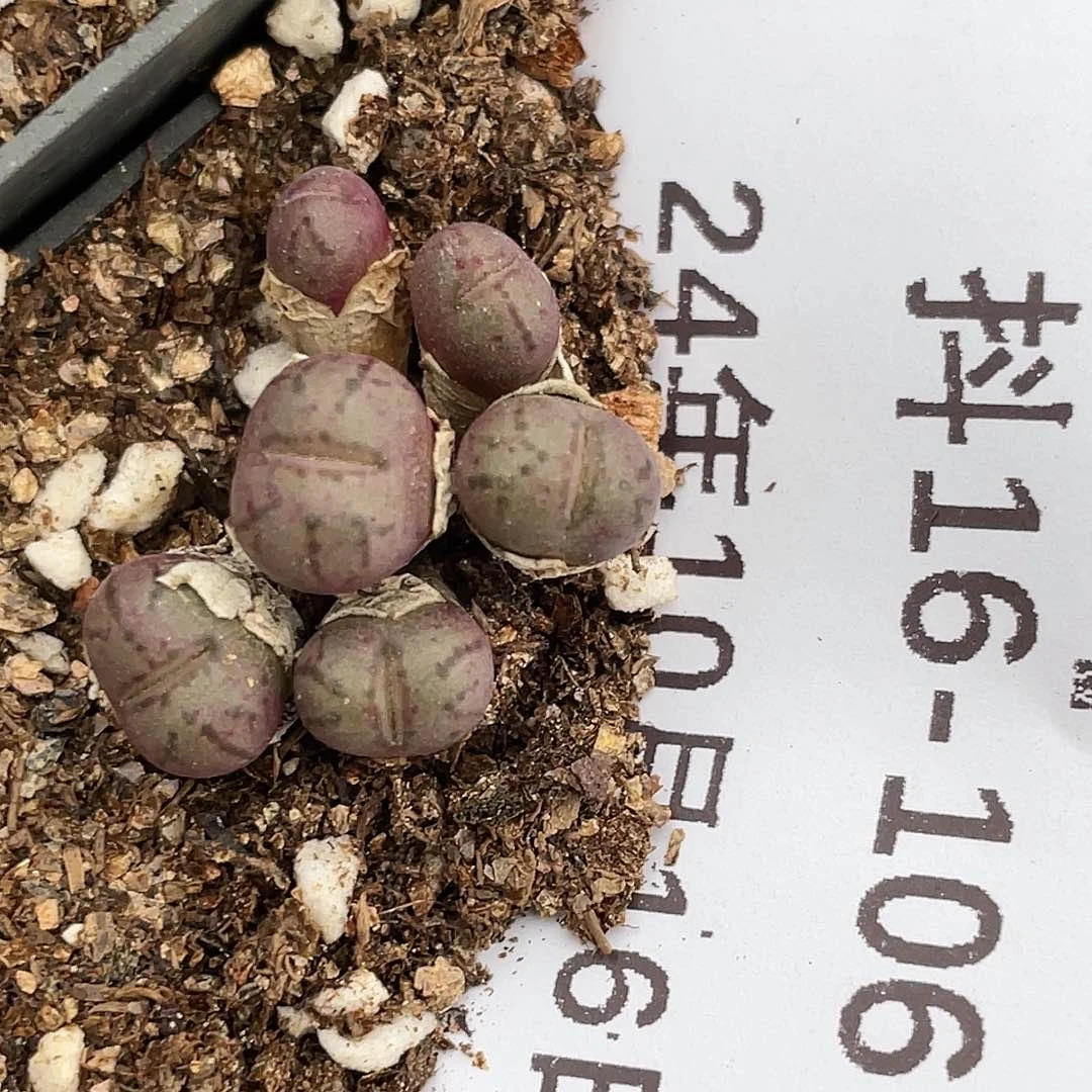 16-106肉锥清晰园艺