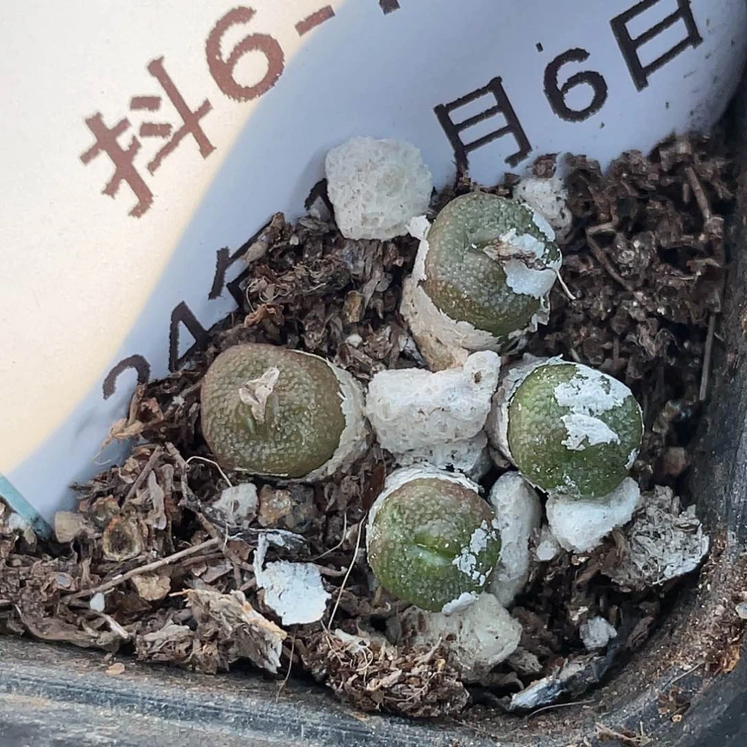 6-76方糖多肉植物