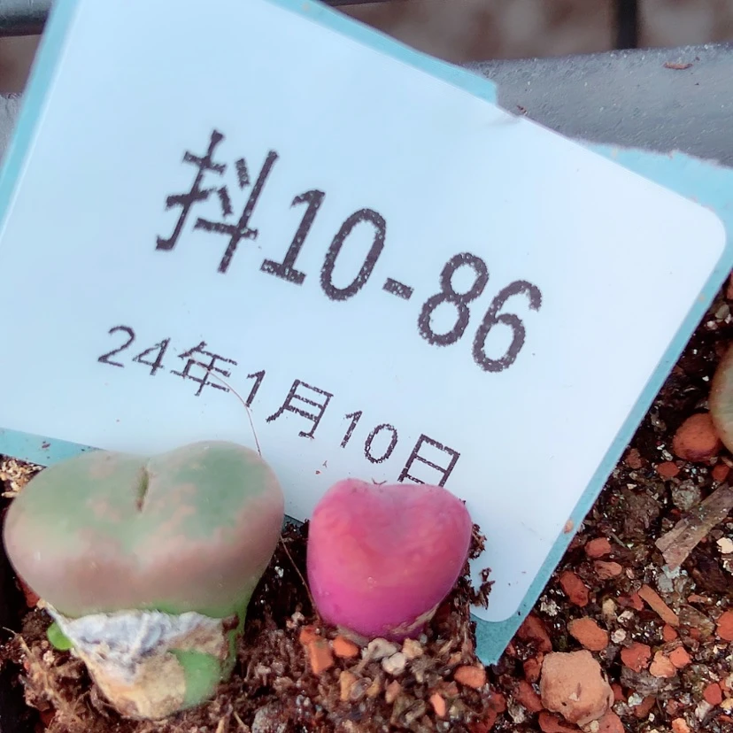 【闪购商品】用****410-86